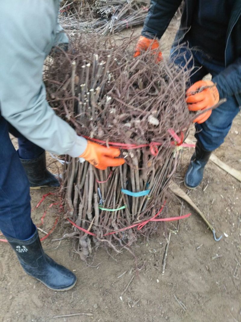 红油香椿苗大棚80cm以上