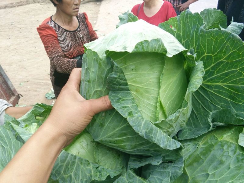 京丰1号甘蓝信誉第一