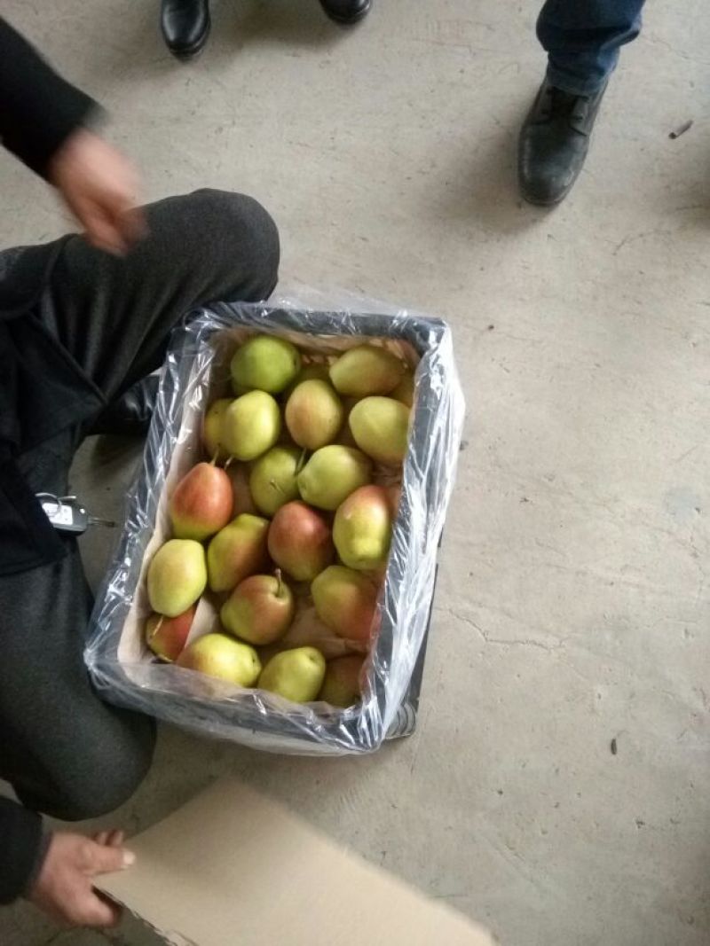 红香酥梨筐装