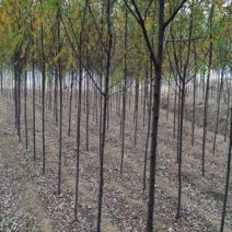 香花槐