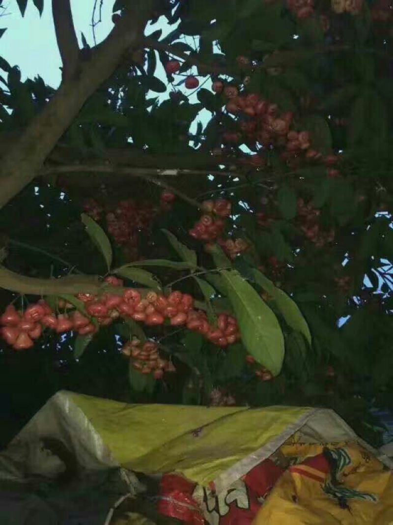 莲雾种苗黑金刚莲雾苗黑糖芭比莲雾苗大叶红莲雾苗