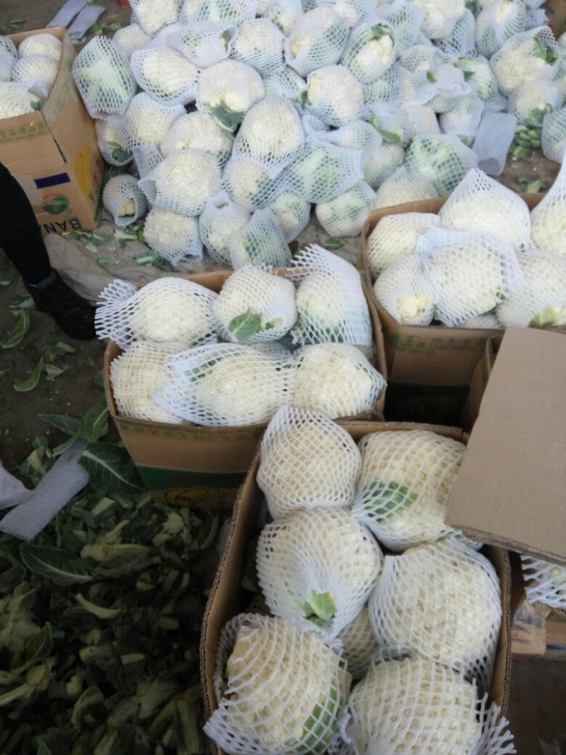 白花菜花1斤紧密乳白