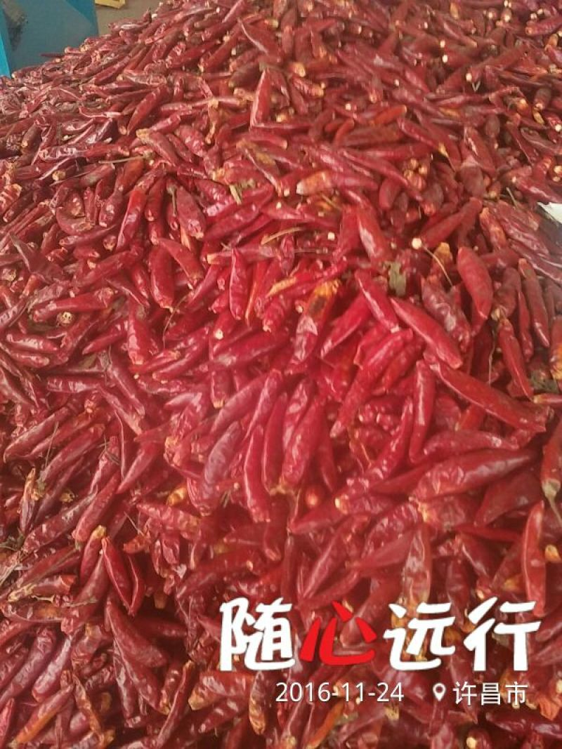 三樱椒八号精品9成干以上