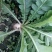 新白玉白萝卜1~1.5斤起