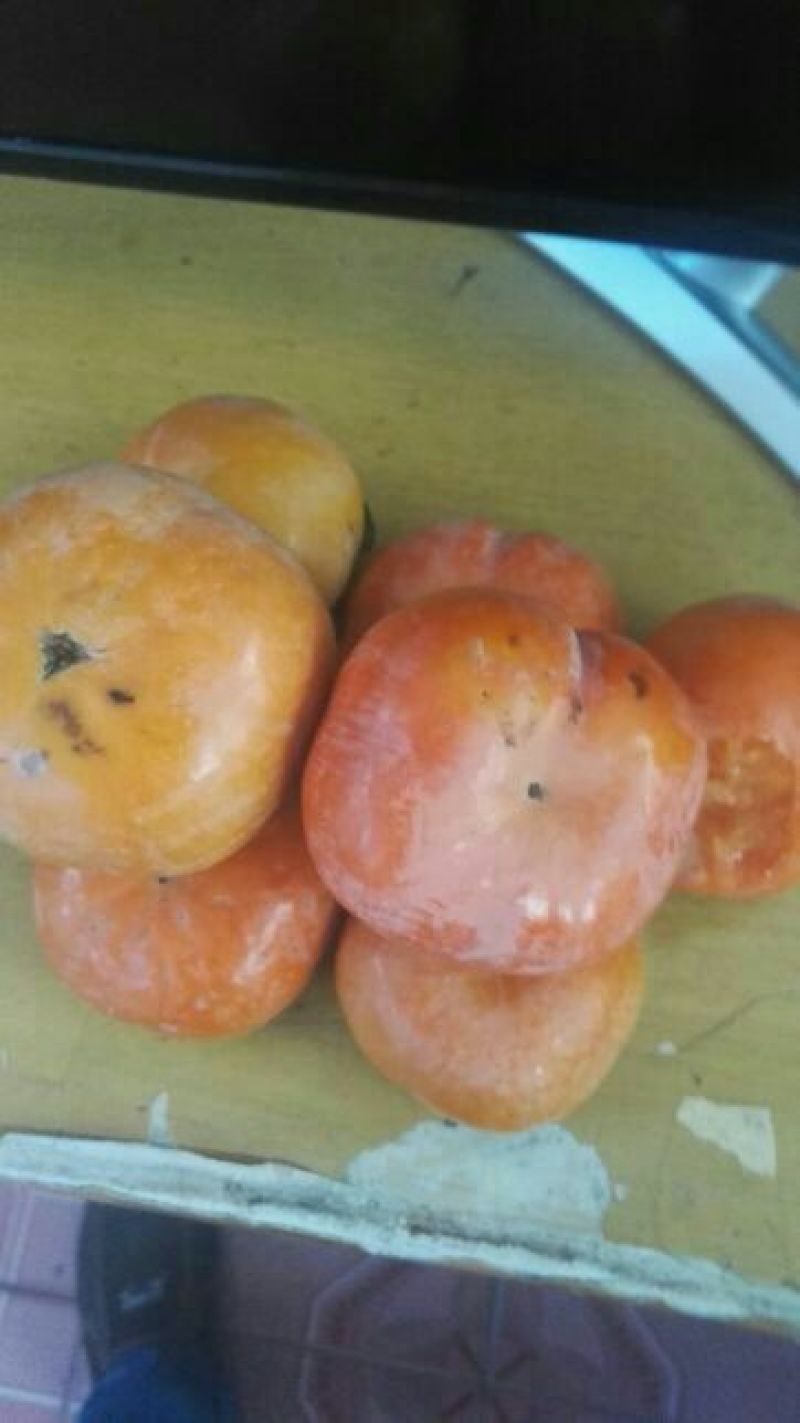 阳丰甜柿子树苗现场起苗发货提供技术