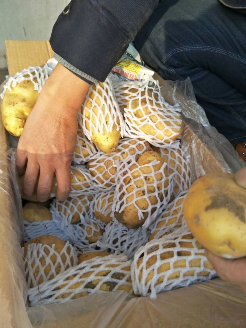 荷兰十五土豆3两以上