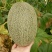 西州蜜瓜3斤以上椭圆形