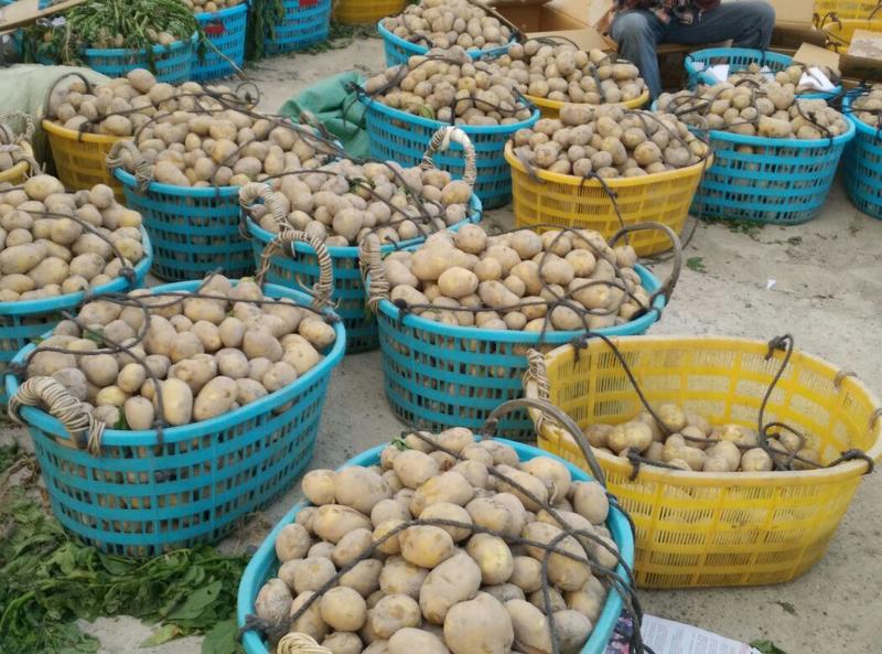 新土豆🥔2两以上精品产地直发货源充足