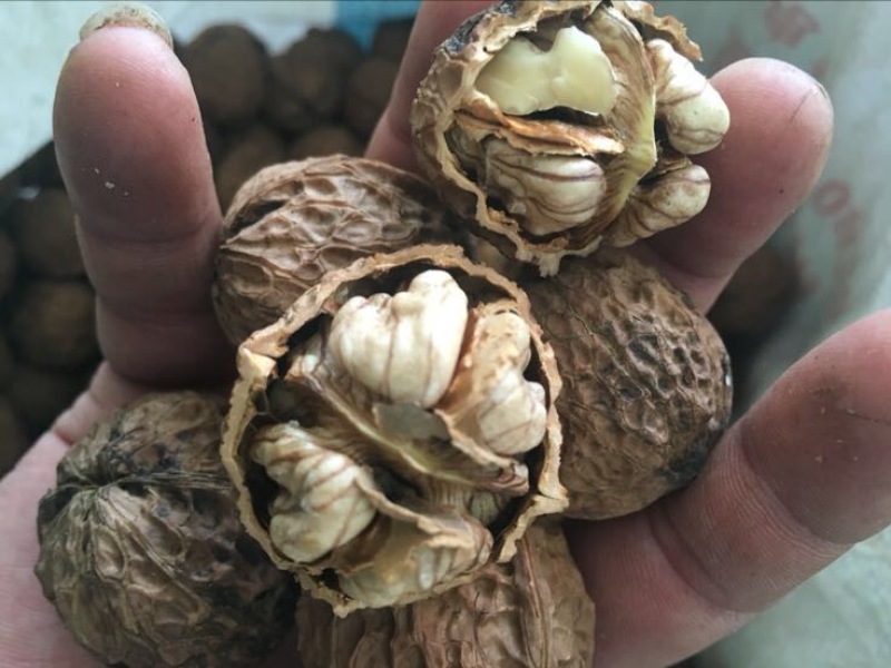 薄皮核桃30mm以上去皮干