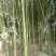 竹子9~10m