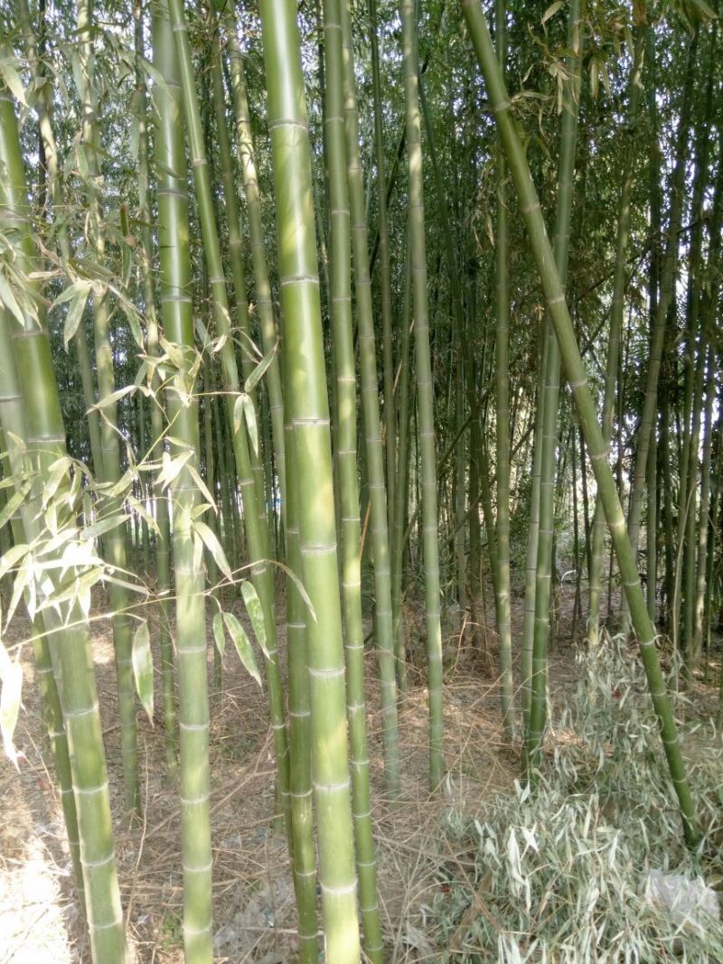 竹子9~10m
