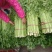 芹菜40cm以上质量好，价格便宜，量大从优。