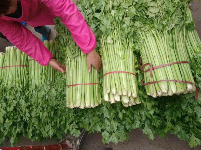 芹菜40cm以上质量好，价格便宜，量大从优。