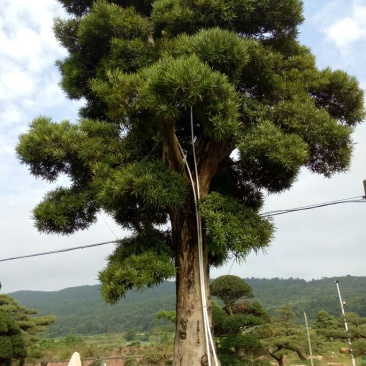 罗汉松树桩15~20cm