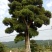 罗汉松树桩15~20cm