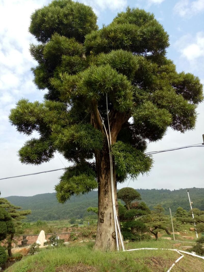 罗汉松树桩15~20cm