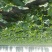 芥菜头3两以上，个体光滑整齐，面积一万亩，整车发