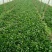 小叶菠菜15~20厘米