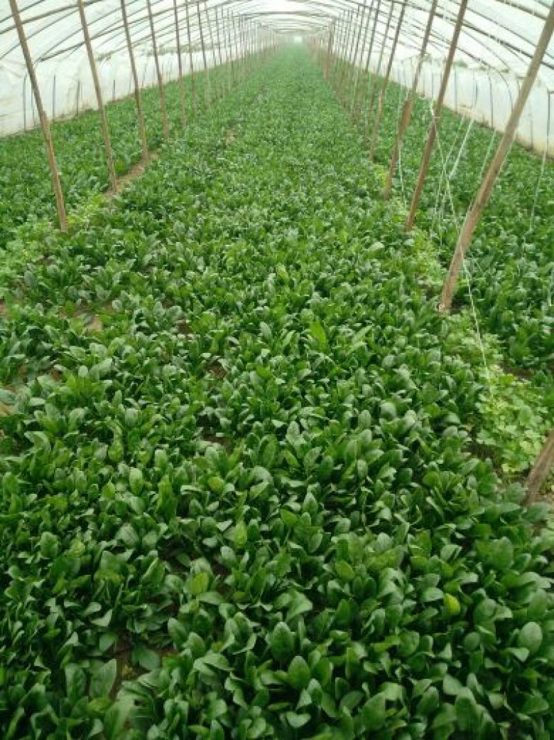 小叶菠菜15~20厘米