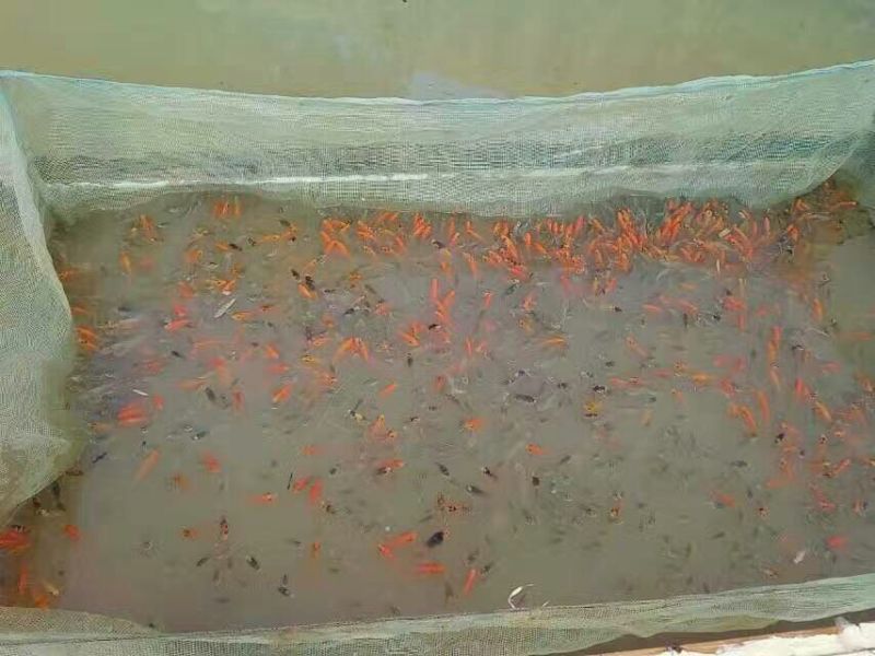 池鲤鱼食用1~2公斤