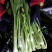 白菜苔30~40厘米