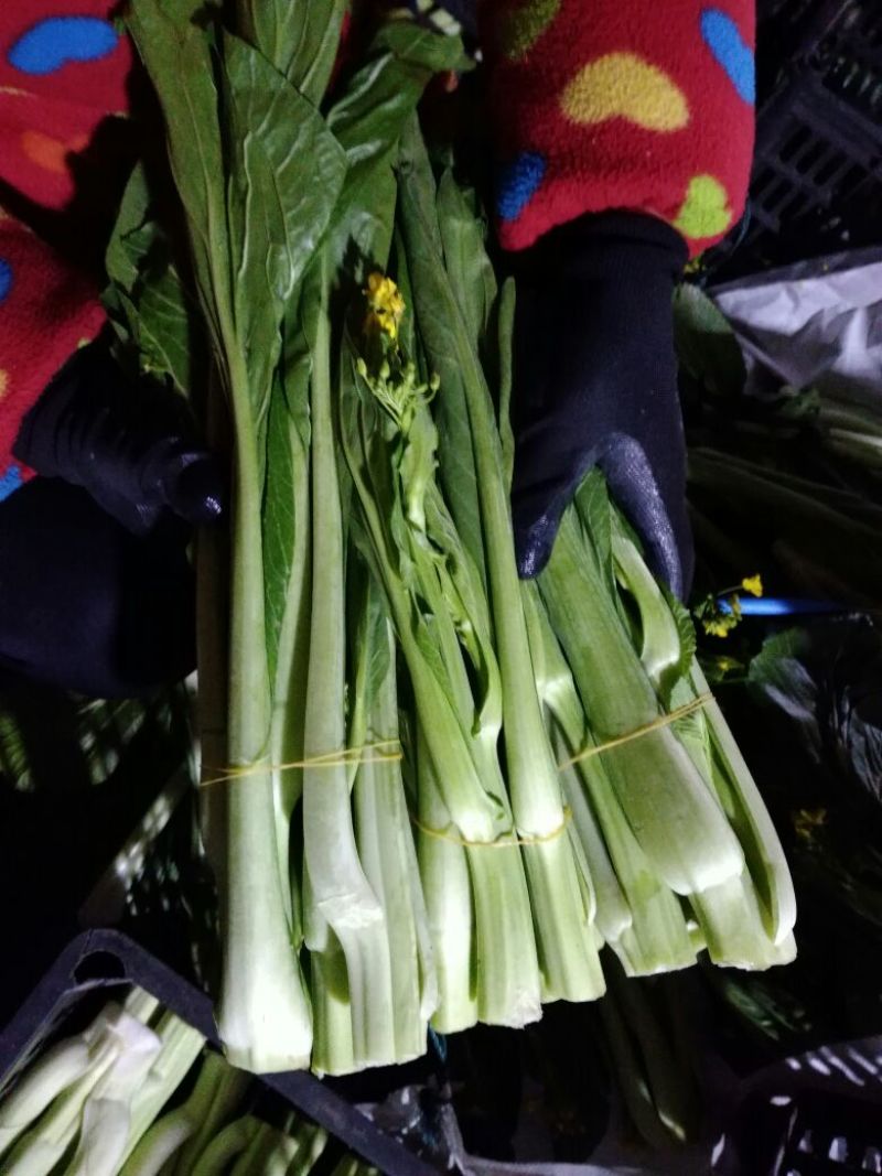 白菜苔30~40厘米