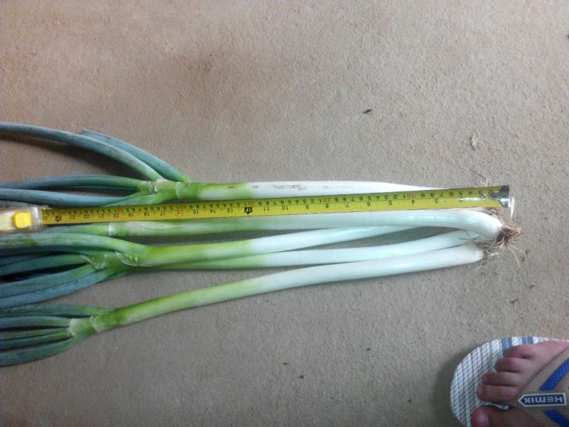 长白大葱35~40cm毛葱2cm左右