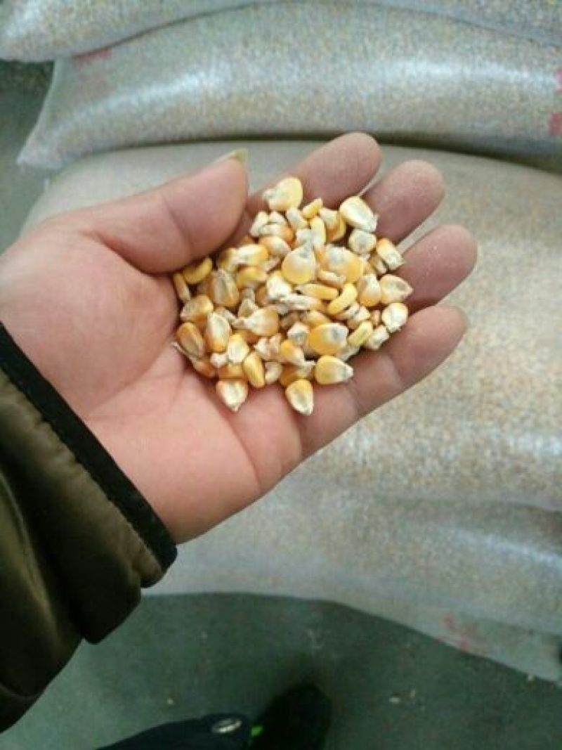 湖北精选定包优质大颗粒春玉米，水份干，净粮