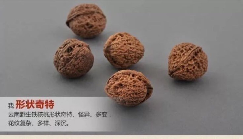 铁核桃