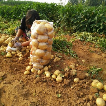 实验一土豆，辽宁葫芦岛！绥中土豆！