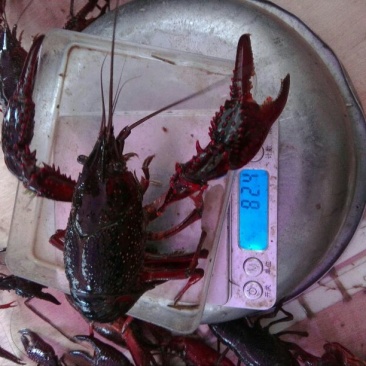 罗氏沼虾食用8~10钱活虾