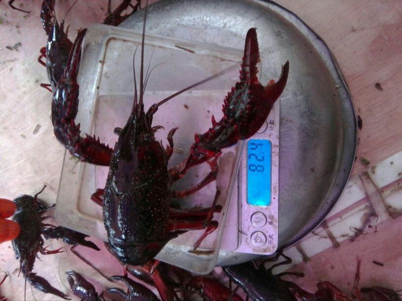 罗氏沼虾食用8~10钱活虾