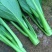 菜苔