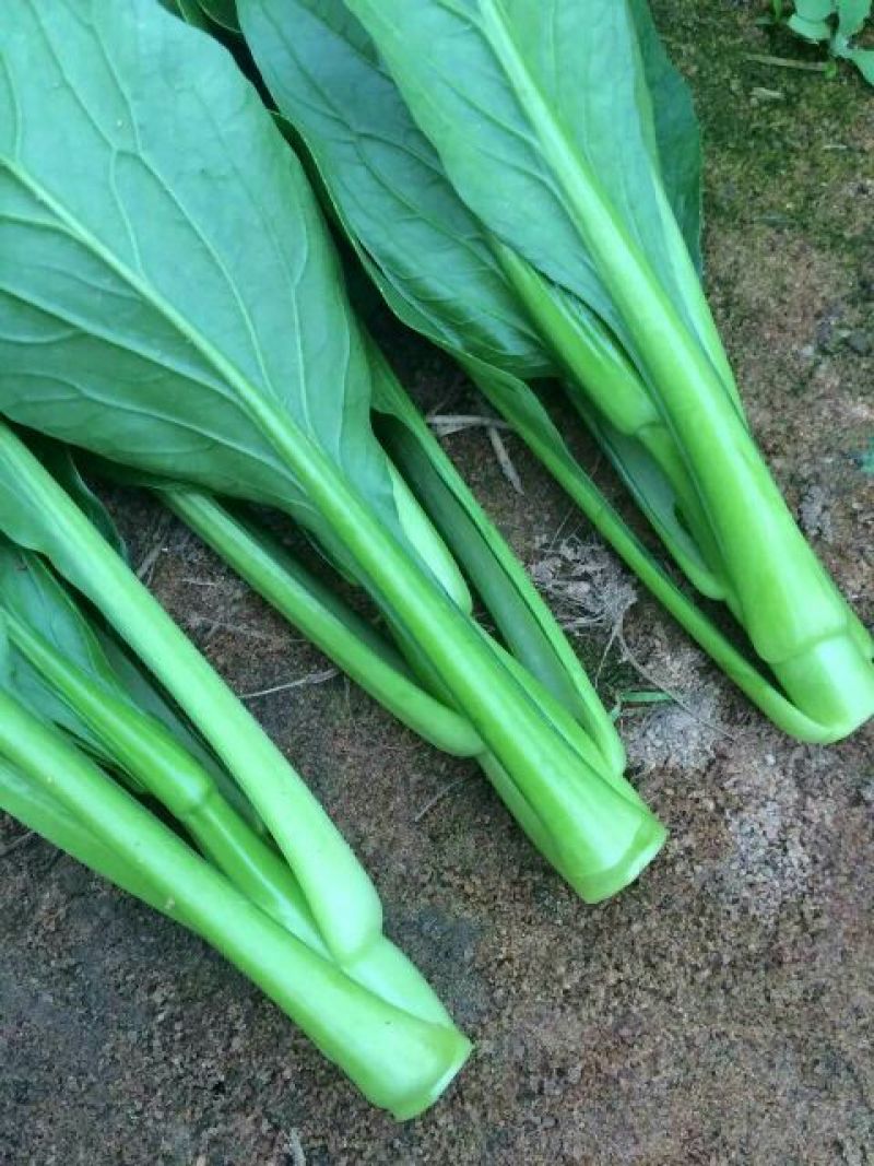菜苔