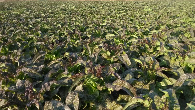 红叶莴笋大量上市支持视频看货当阳市同新果蔬种植专业合作社