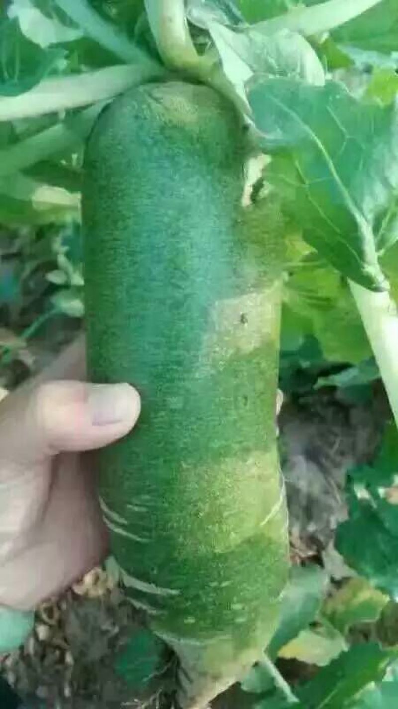 水果萝卜1~1.5斤起