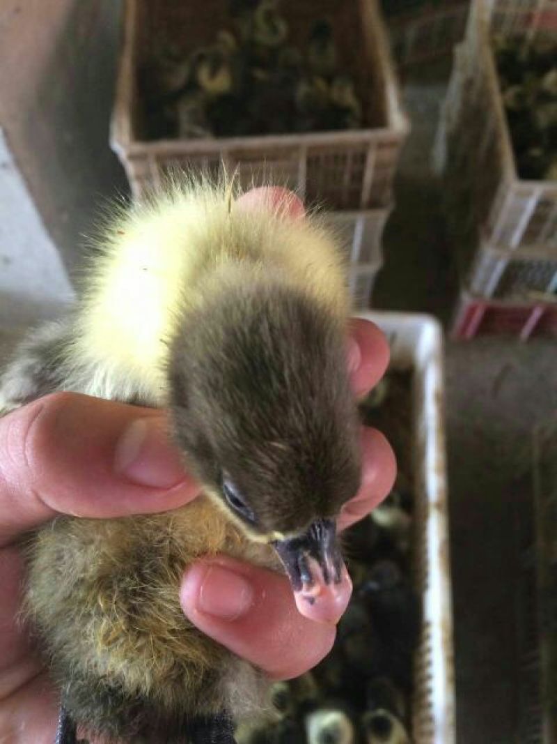 狮头鹅苗250g以下