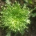 苦菊12~15cm
