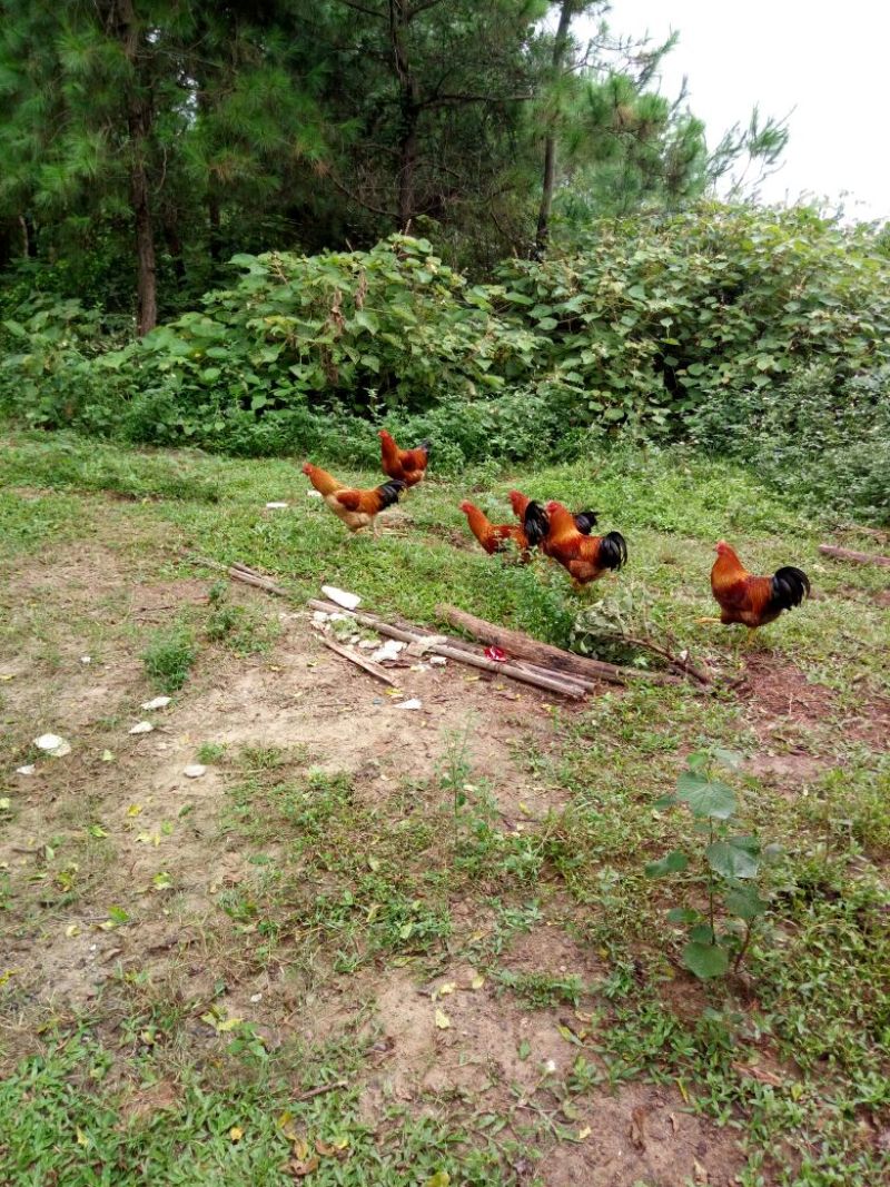 土鸡6月以下
