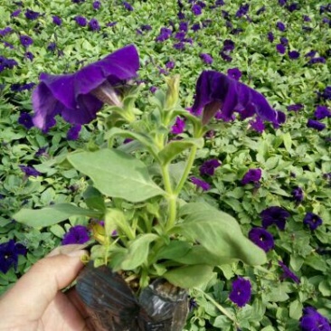 矮牵牛可做花海，道路绿化，节日组摆，小区绿化等等