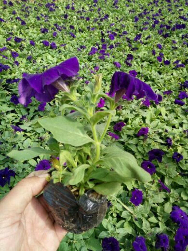 矮牵牛可做花海，道路绿化，节日组摆，小区绿化等等