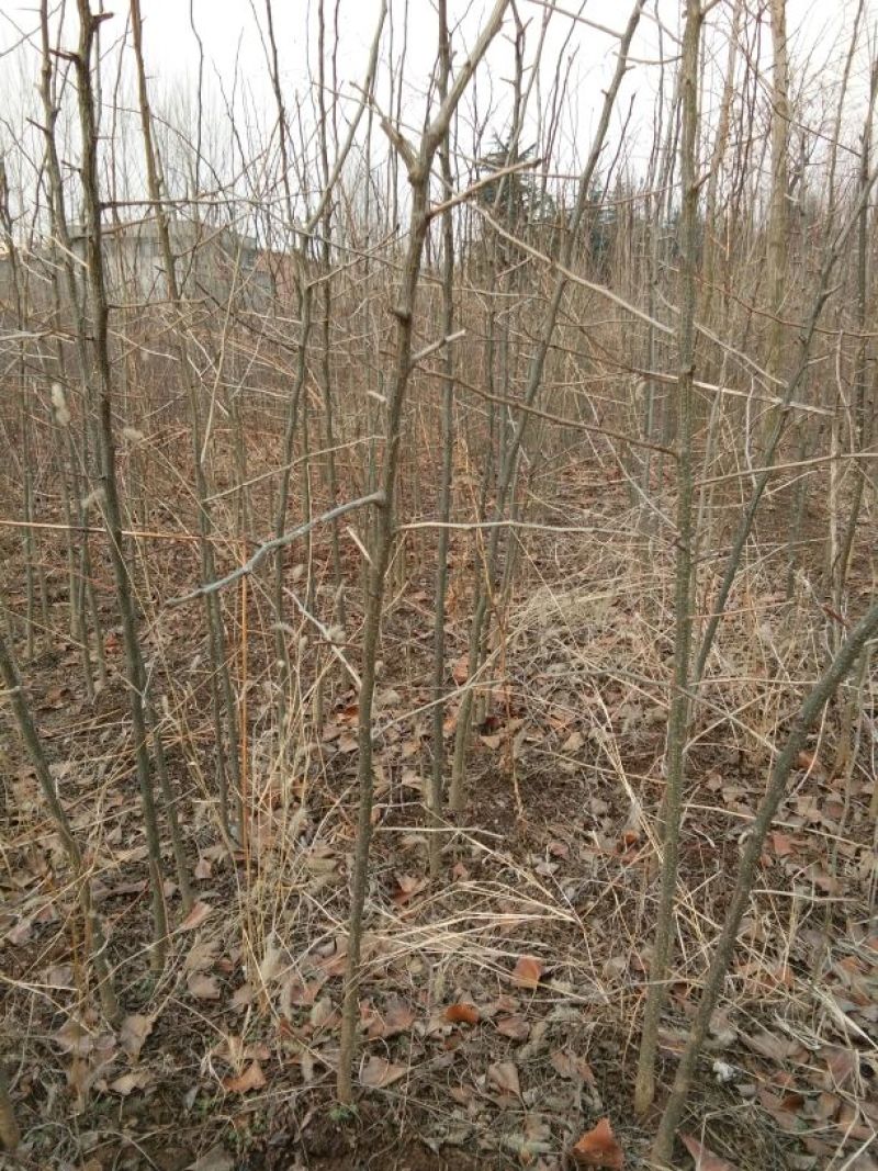 皂角树苗30~50cm，大刺皂角树苗。