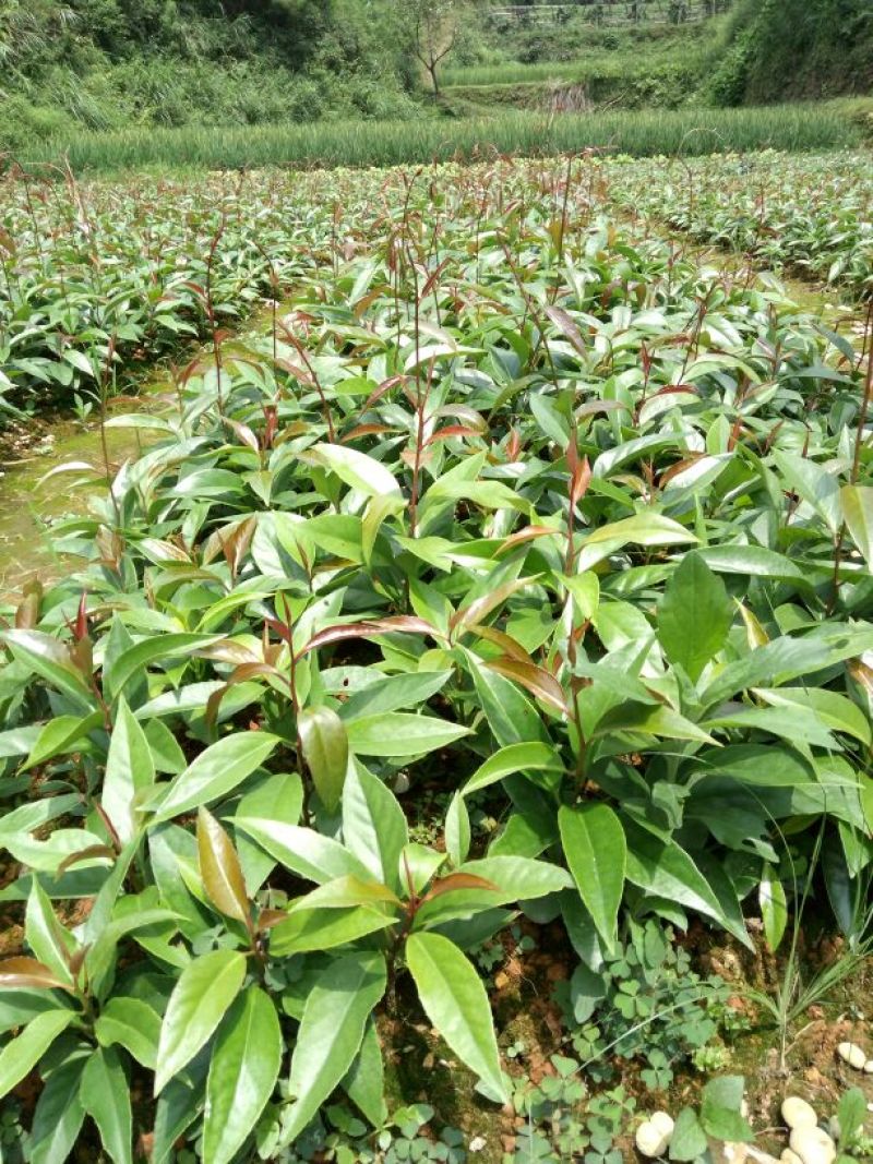 布福娜树苗20-40CM