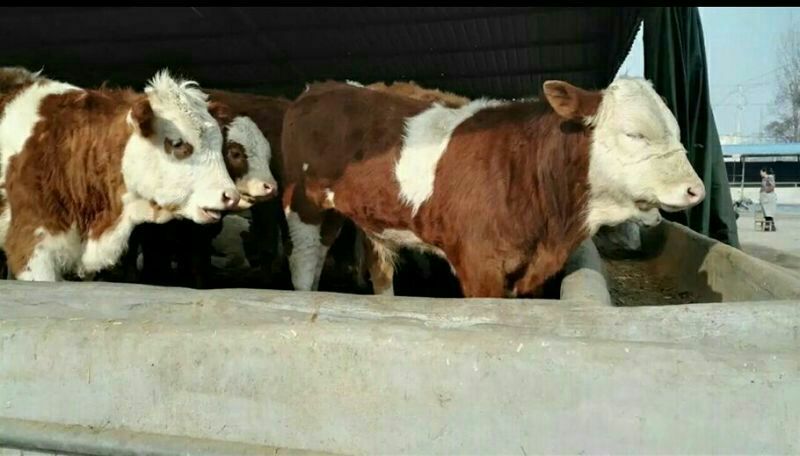肉牛200斤以下
