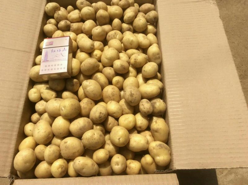 迷你土豆1两以下长年供应油炸小土豆，规格标准