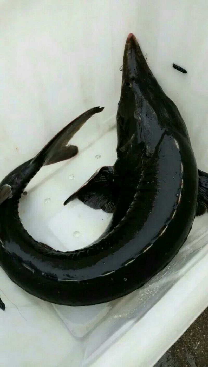 青鱼饲料活鱼