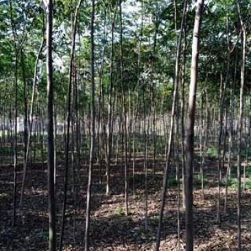 栾树