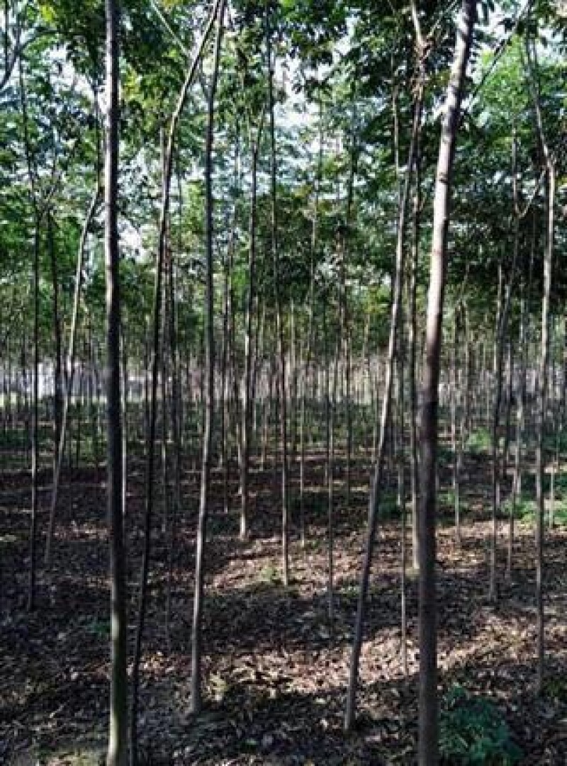 栾树