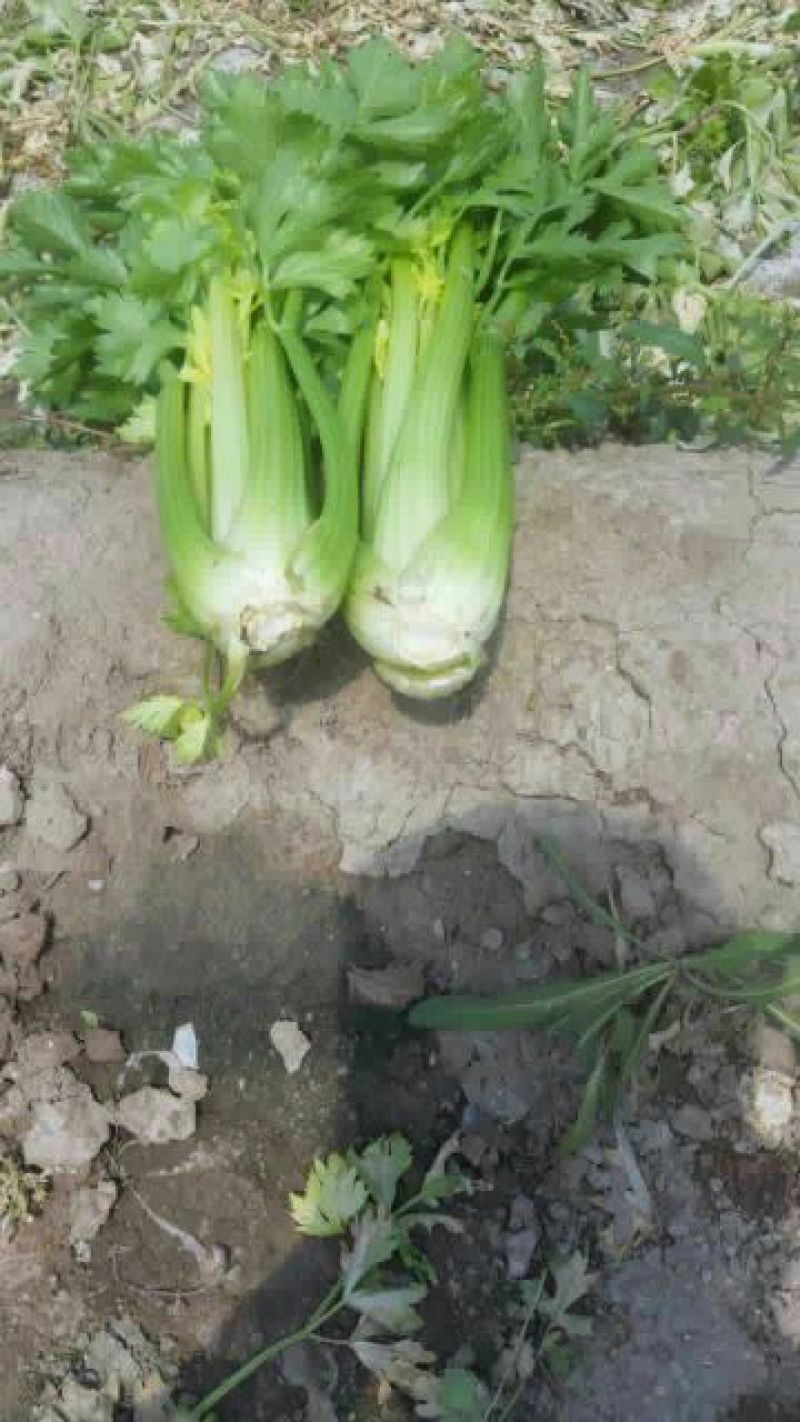 西芹60cm以上
