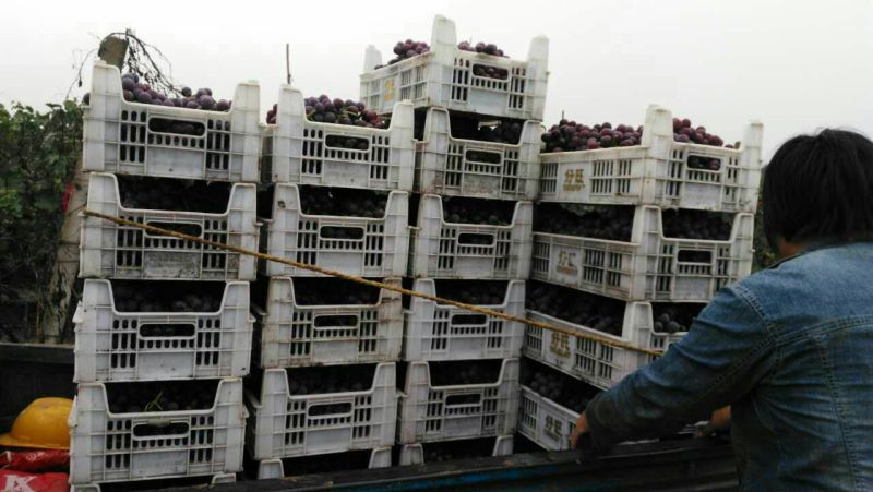 巨峰葡萄5%以下0.8~1.5斤